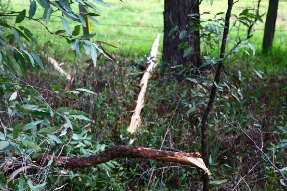 Splinters of wood from branch aloft on the ground after lightning strike