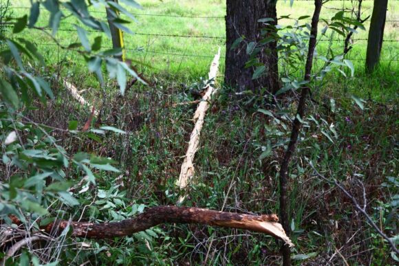 Splinters of wood from branch aloft on the ground after lightning strike