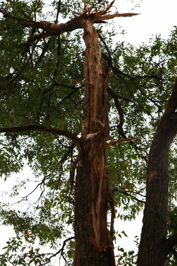 Scaring and broken tree top caused by lightning.