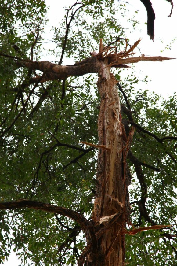 Lightning strikes a tree!