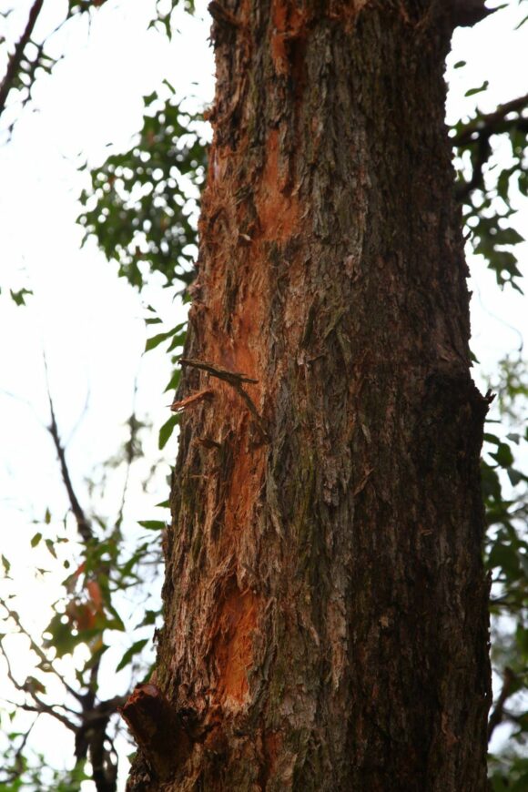 Scars left by lightning hitting a tree