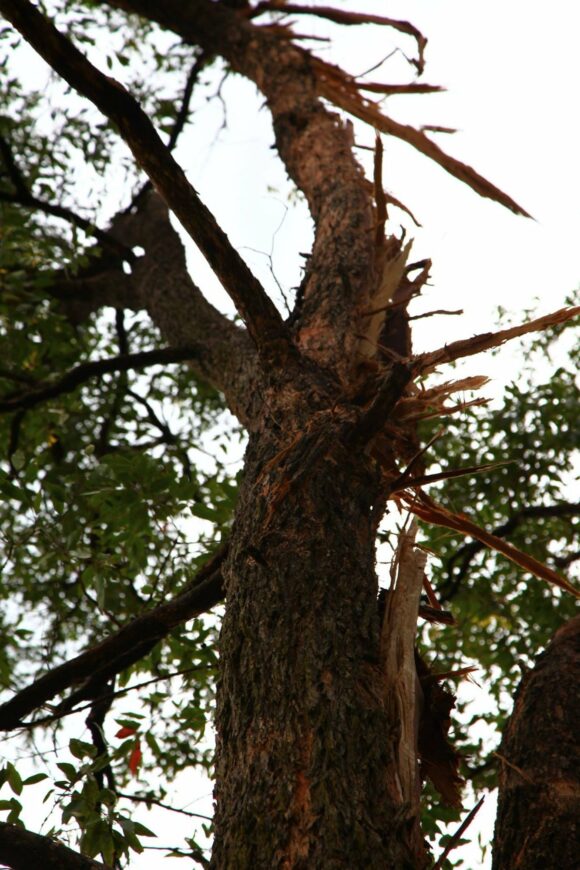 Top of tree ready to fall down due to lightning strike