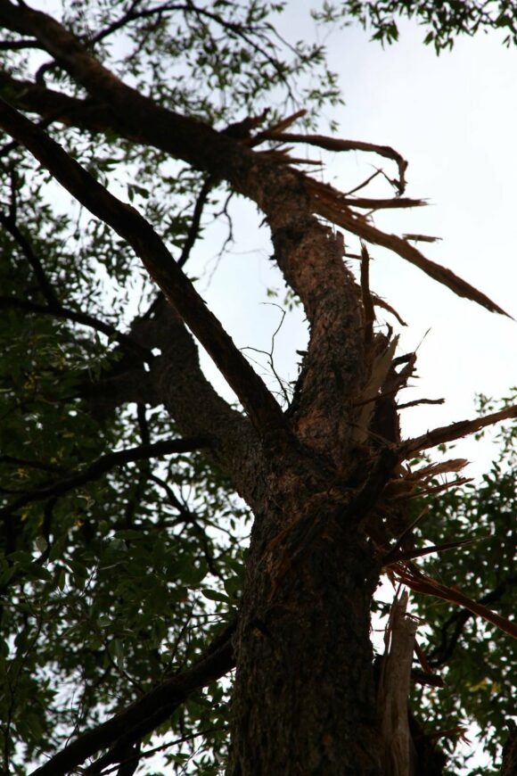 Top of tree leaning over after lightning exploded the tree
