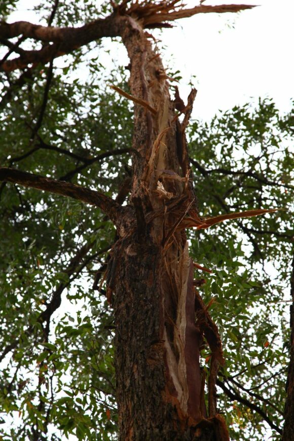 Lightning scars a tree splintering it