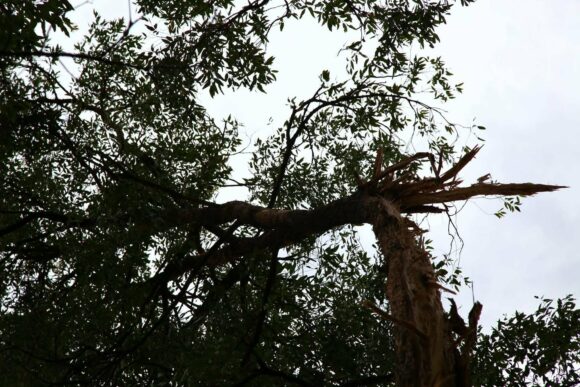 Top of tree ready to fall down after lightning hit a tree