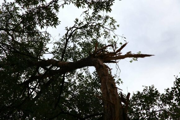 Lightning hits a tree