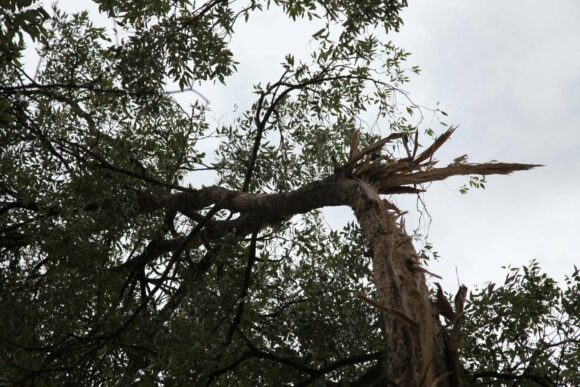 @[180276852048138:274:Superbolt Longest Ever Lightning Bolt - 3 Second Bolt] lightning hits a tree splinters it - the to