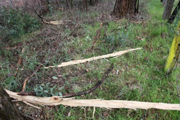 Splinters of wood on ground due to lightning bolt