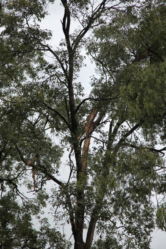 You can see splinters in the tree and where lightning damaged the tree