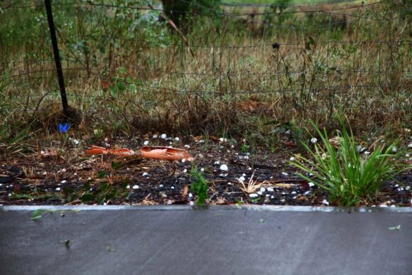 Golf Ball sized hailstones or larger lying on the side of the road!