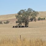 Into the Heatwave and a First Hand Look – Wagga Wagga NSW – 30 January 2026